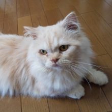 さとる♂