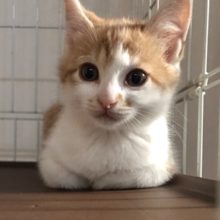 かさね♀