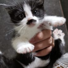 トラックス♂